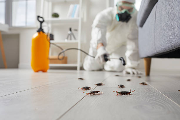 Affordable Termite Control solutions in Renova, MS